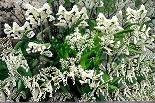 Waxleaf Privet 1 Plant – Ligustrum japonicum ‘Texanum’