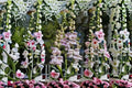 Palmers Penstemon Seeds Penstemon palmeri Pink White Wildflower Seeds Native Perennial Garden Flower Planting 50 Seeds