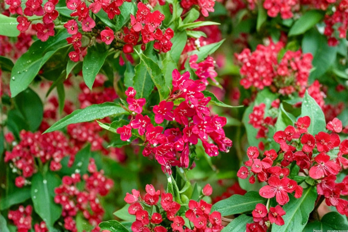 Red Weigela Live Plant – 6–12" Tall – 4" Pot – Flowering Shrub – Weigela florida
