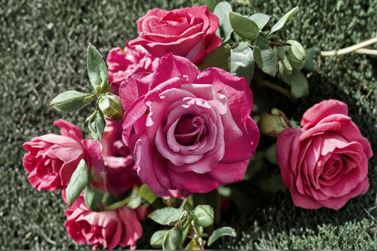 Heirloom Hybrid Tea Rose 10 Live Own-Rooted Plants – Lavender Purple