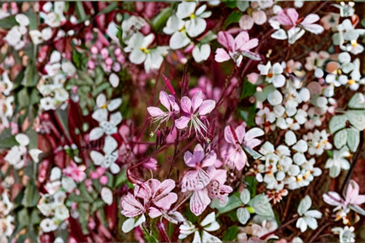Gaura Wand Flower 1 Plant – Gaura lindheimeri