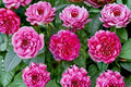 Raspberry Cream Twirl Climbing Rose Live Plant – 1.5 Gal Pink White Rose