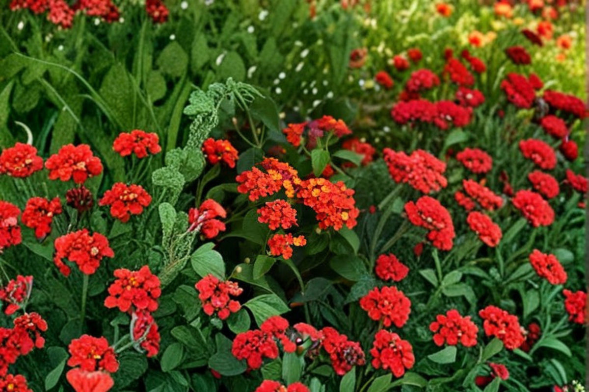 Red Lantana Live Plant | 3-5 Inch Starter Plant | Deep Red Flowers | Full Sun Flowering Plant | No Pot | Zones 8-1