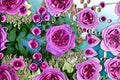 Thierry Marx Rose Live Plant – Fragrant Delbard Repeat Rose
