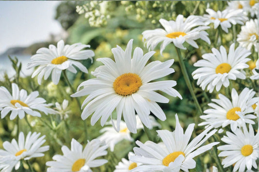 Shasta Daisy Live Plant | Leucanthemum × superbum | White Flowering Perennial | 3 Inch Pot | White Daisy Garden Plant | Perennial Flower