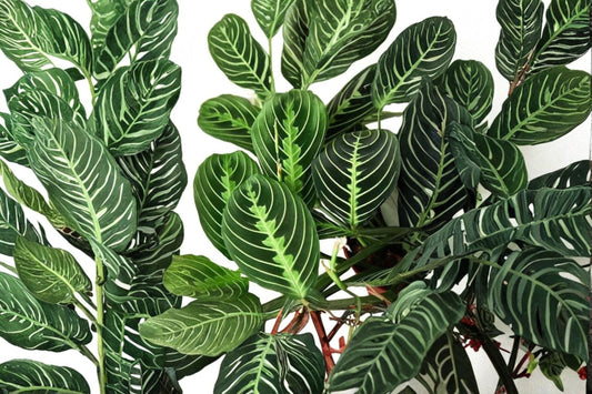 Lemon Lime Prayer Plant 1 Live Plant – 4.7-Inch White Pot – Maranta leuconeura