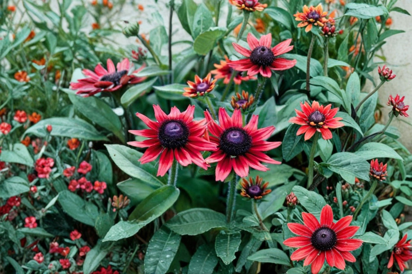Rudbeckia Cherry Brandy Live Plug Plant (1 Plant) – Rudbeckia hirta 'Cherry Brandy'