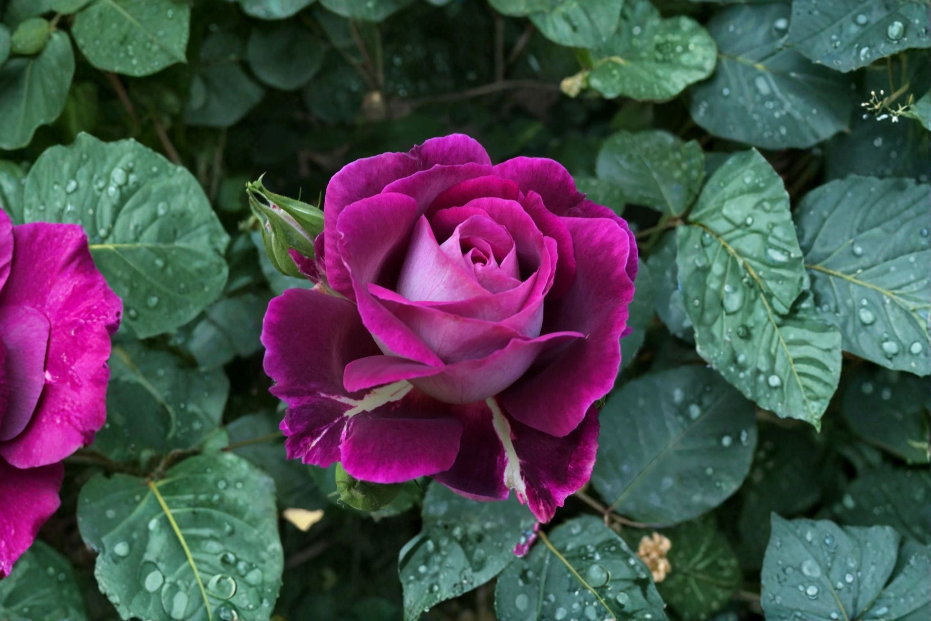 Huddersfield Choral Society Rose Live Plant – Purple Fragrant Rose