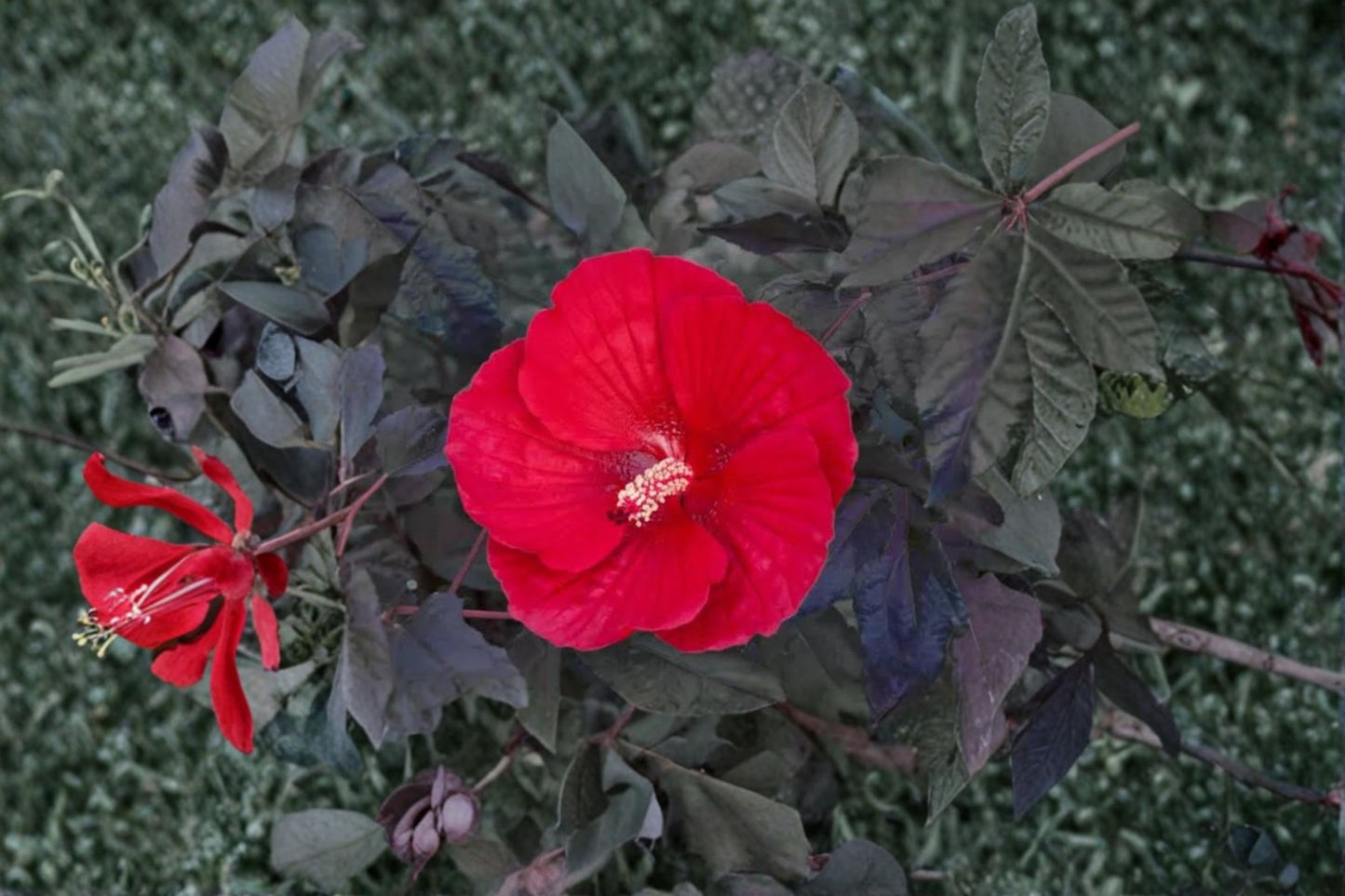 Midnight Marvel Hardy Hibiscus Live Plant – 2.5 Inch Pot – Hibiscus ‘Midnight Marvel’