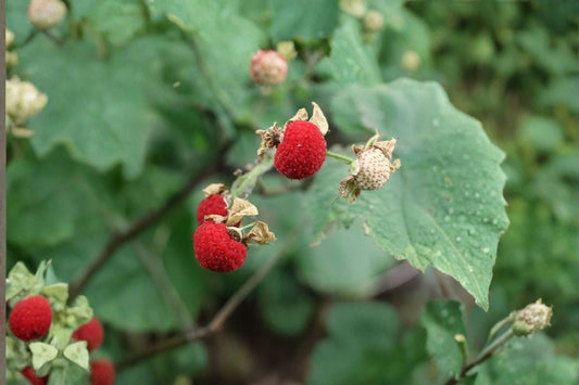 Thimbleberry Live Plants – 2 Pack – 3–4" Tall – 5" Pots – Rubus parviflorus