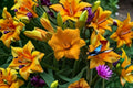 Little Gold Nugget Daylily Live Plant – Bare Root Perennial