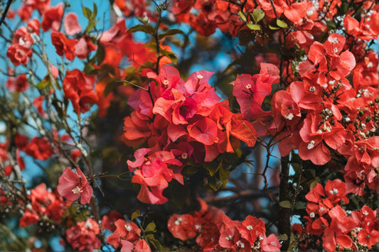 Red Orange Bougainvillea 2 Live Plants – 4–8" Tall – Tropical Vine