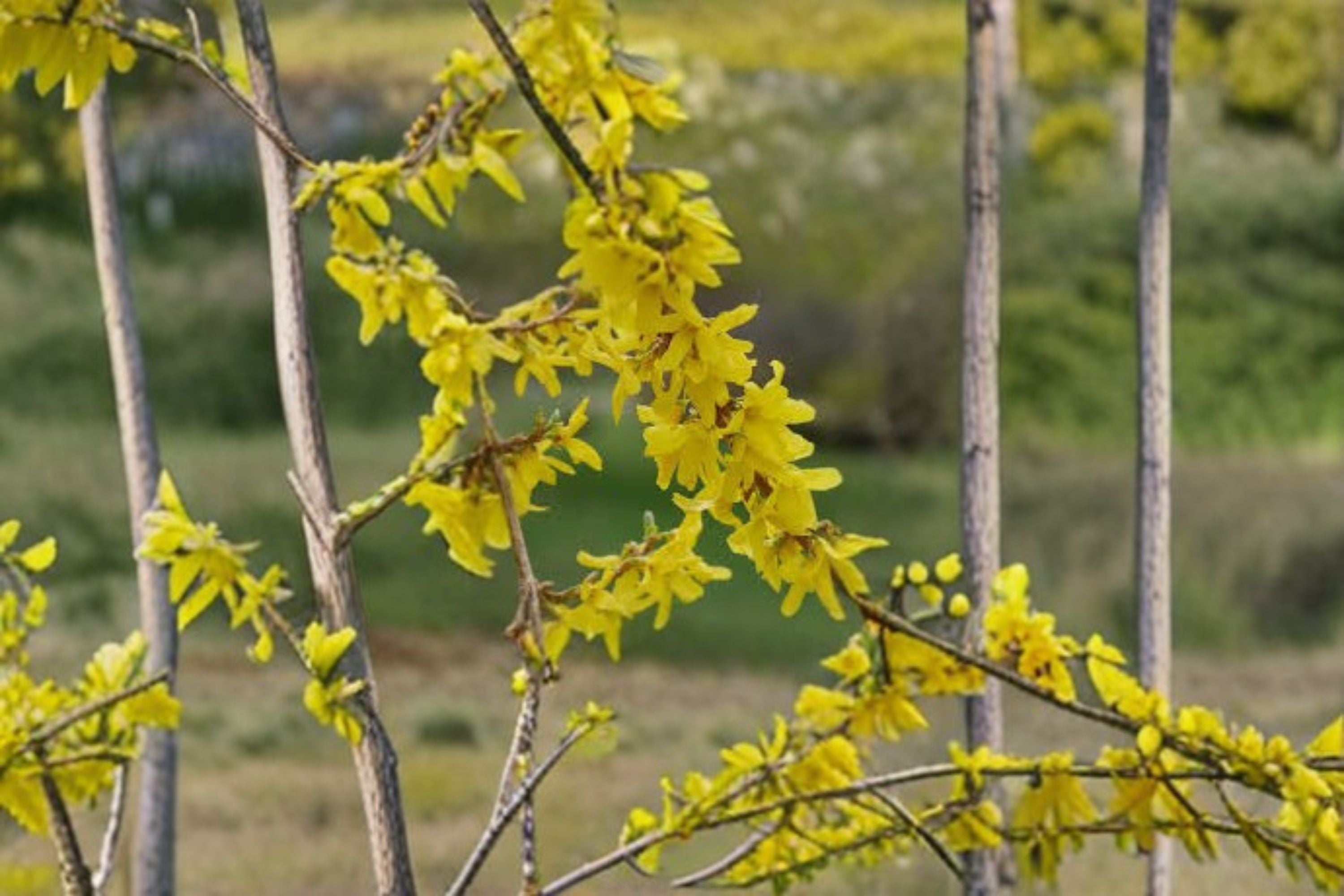 Forsythia Live Plant Clump – Yellow Flowering Hedge Shrub