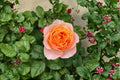 Vuvuzela Rose Live Plant – Fragrant Own Root Garden Rose