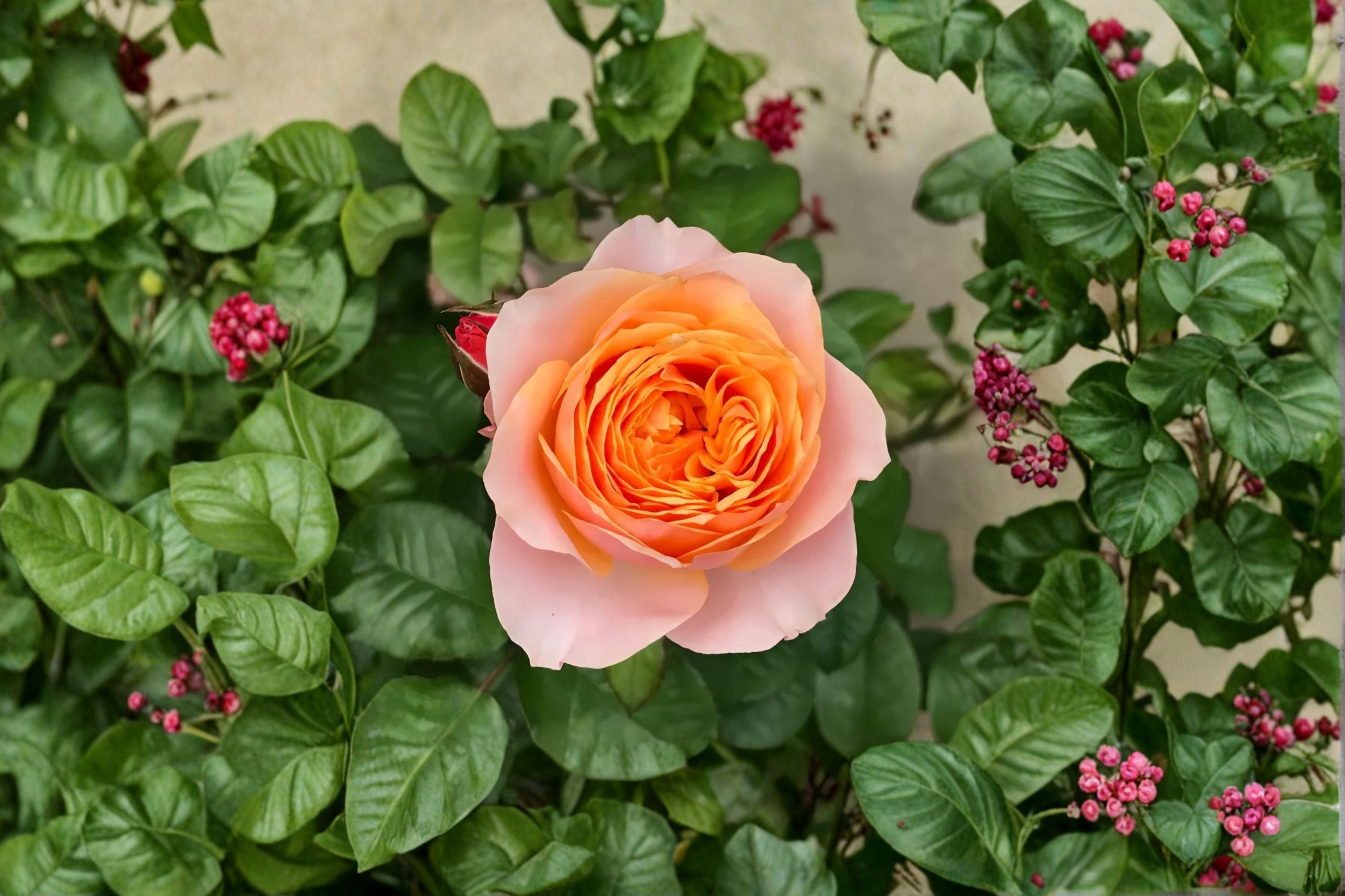 Vuvuzela Rose Live Plant – Fragrant Own Root Garden Rose