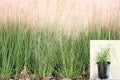 Deer Grass 1 Plant – Muhlenbergia rigens