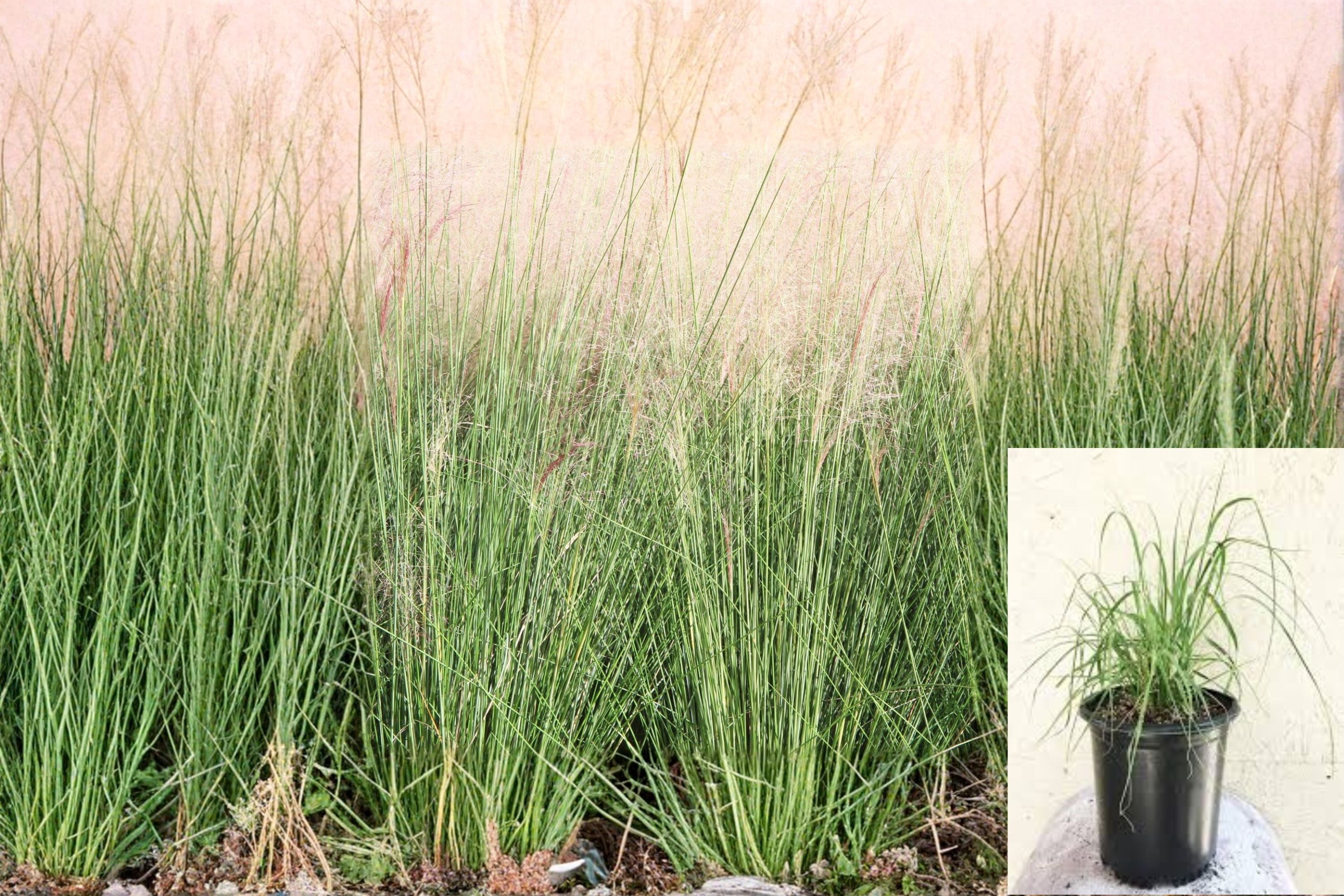 Deer Grass 1 Plant – Muhlenbergia rigens