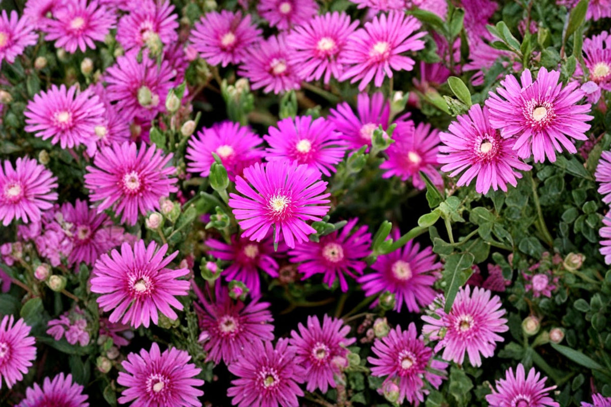 5 Hardy Ice Plant Cuttings | Delosperma cooperi | Magenta Ice Plant | 3-4 Inch Unrooted Cuttings | Ground Cover Plant | Propagation