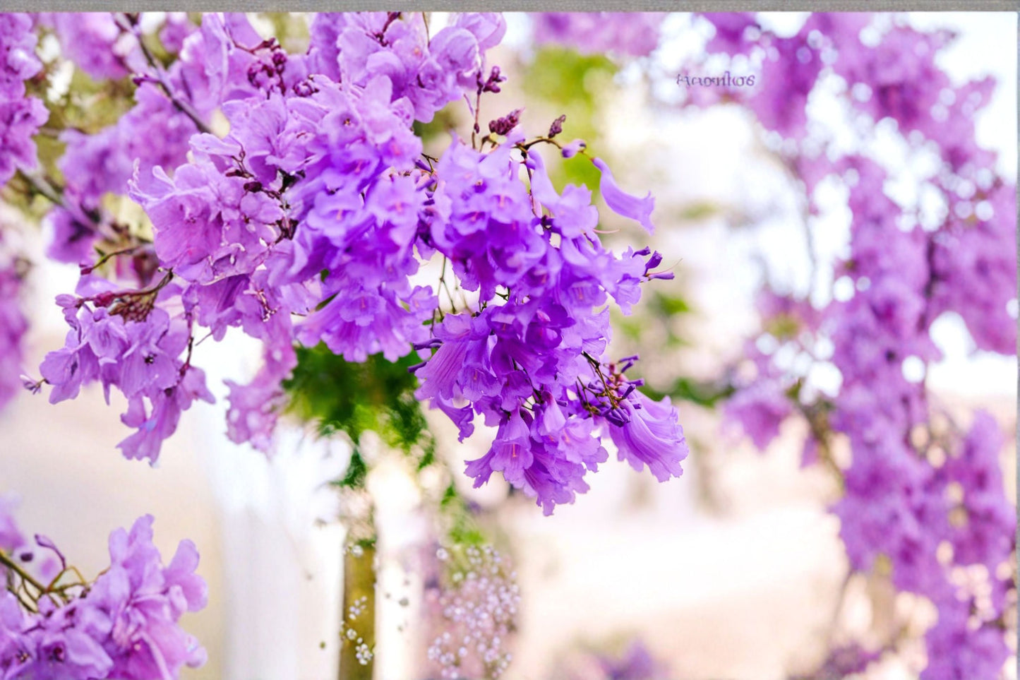 2 Blue Jacaranda Live Plants – 3–5" Tall – Jacaranda mimosifolia