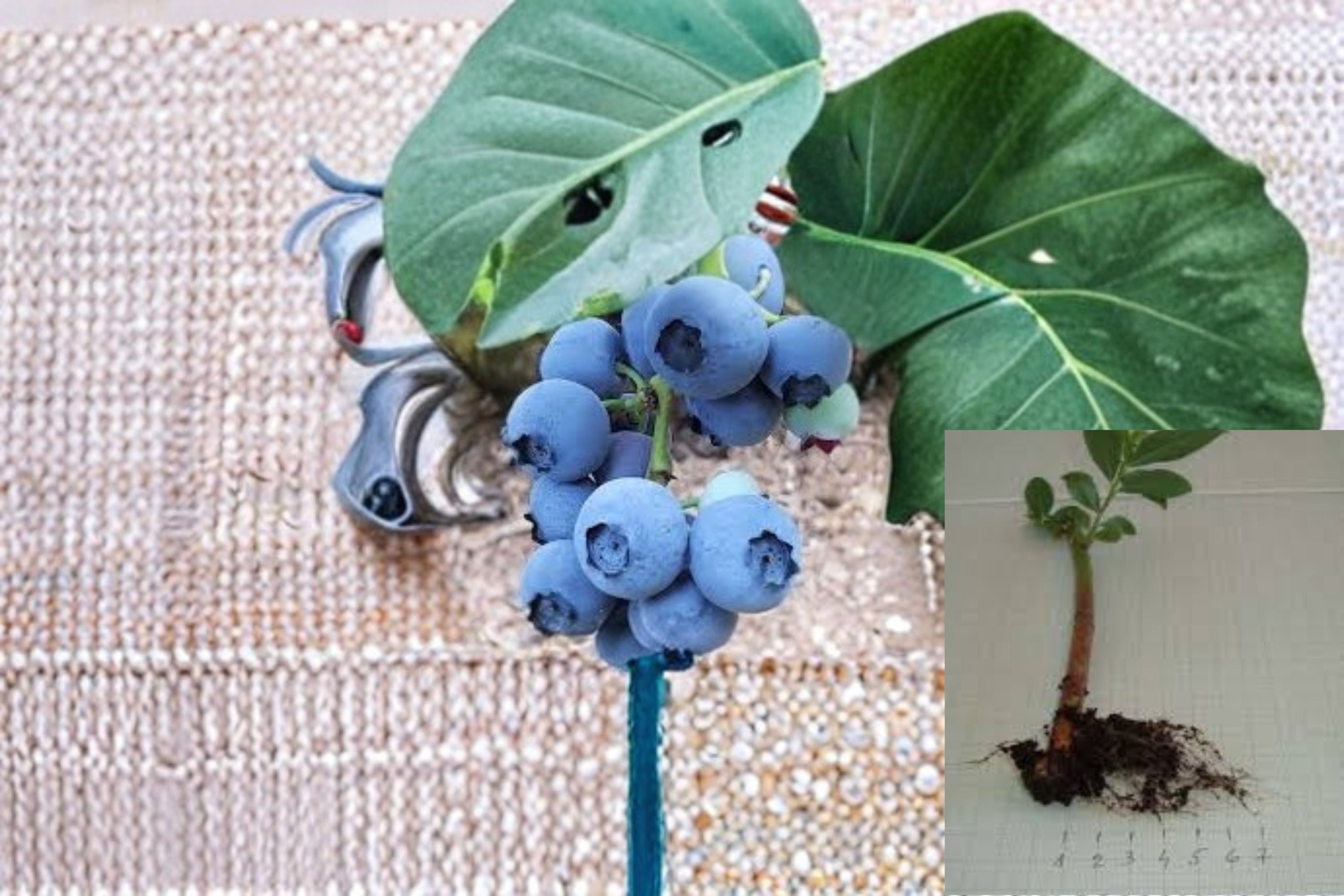 Blueberry 5 Rooted Cuttings – Vaccinium corymbosum