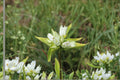 Cream Gentian Seeds Gentiana flavida Pale Yellow Native Wildflower Seeds Perennial Garden Flower Planting 100 Seeds