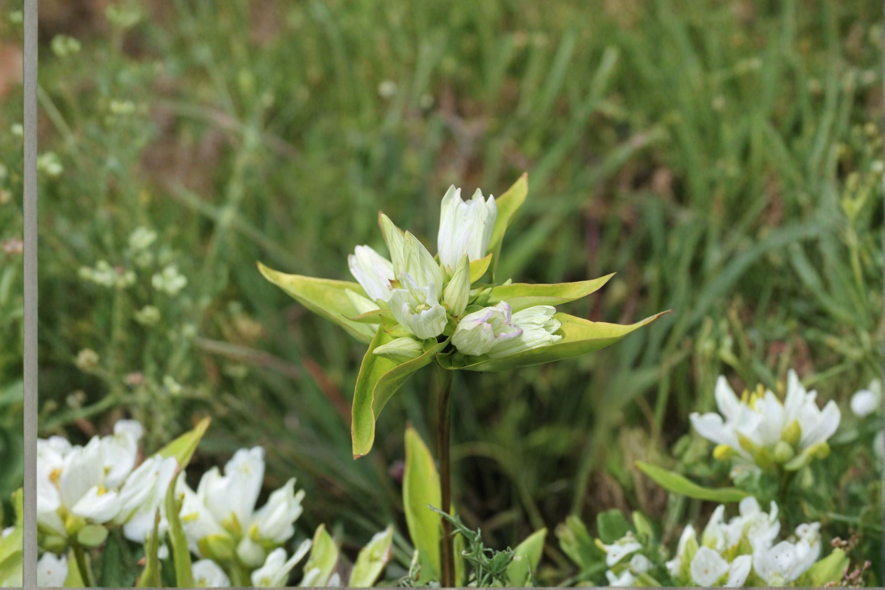 Cream Gentian Seeds Gentiana flavida Pale Yellow Native Wildflower Seeds Perennial Garden Flower Planting 100 Seeds