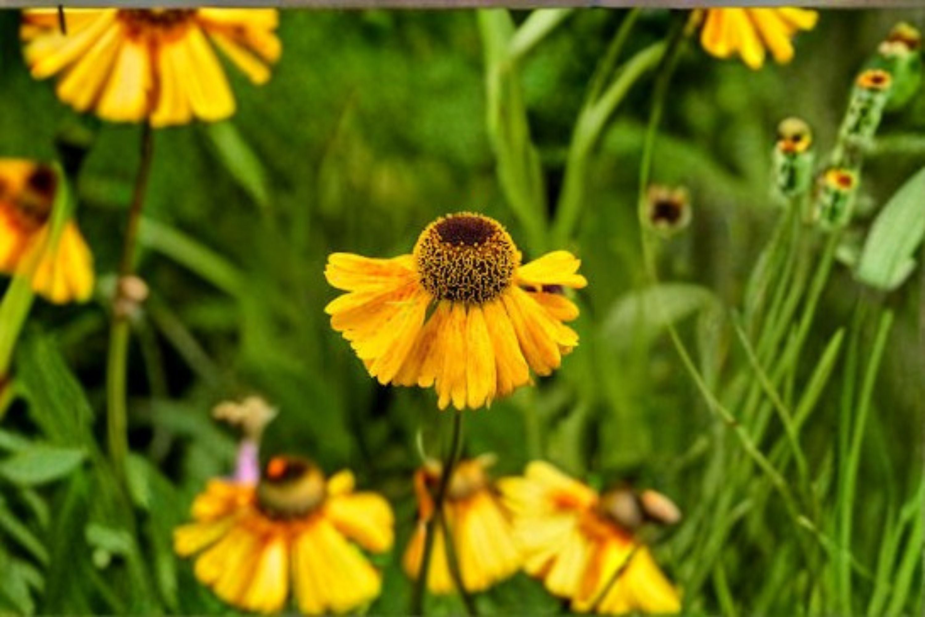 Autumn Sneezeweed Seeds Helenium Autumnale Yellow Orange Red Perennial Wildflower Garden Pollinator Plant 100 Seeds
