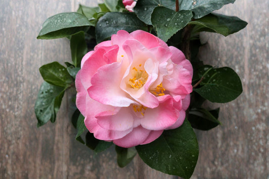 Mrs. Lyman Clarke Camellia Japonica Live Starter Plant – Camellia japonica