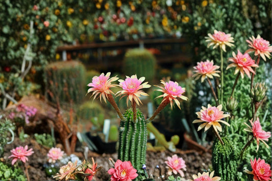 Hildewintera LiLo Fee 1 Plant – Hildewintera hybrids