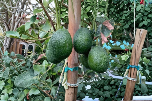 Gwen Avocado Live Tree Seedling – Persea americana – Fruit Tree