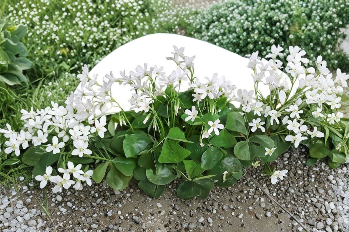Oxalis Shamrock Live Plant | Green Leaf Shamrock Plant | Shade Loving Houseplant | Small Pot | Live Oxalis Plant | Indoor Foliage