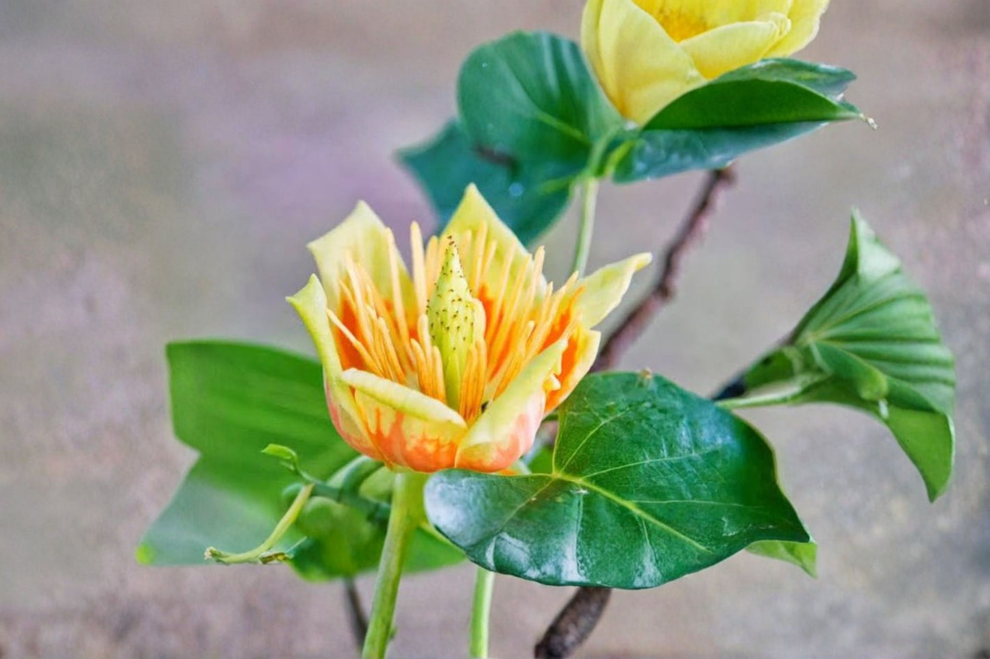 2 Tulip Tree Live Plants – 6" Tall – 4" Pots – Liriodendron tulipifera