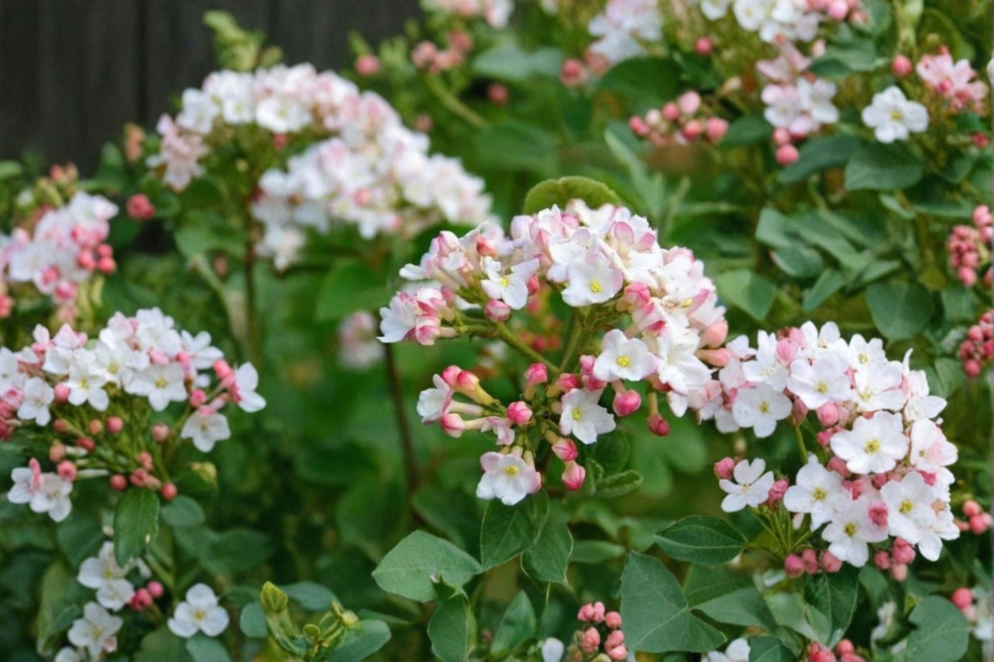 Juddii Viburnum Live Plant – 6–12 Inch Tall – 2.5 Inch Pot – Viburnum × juddii