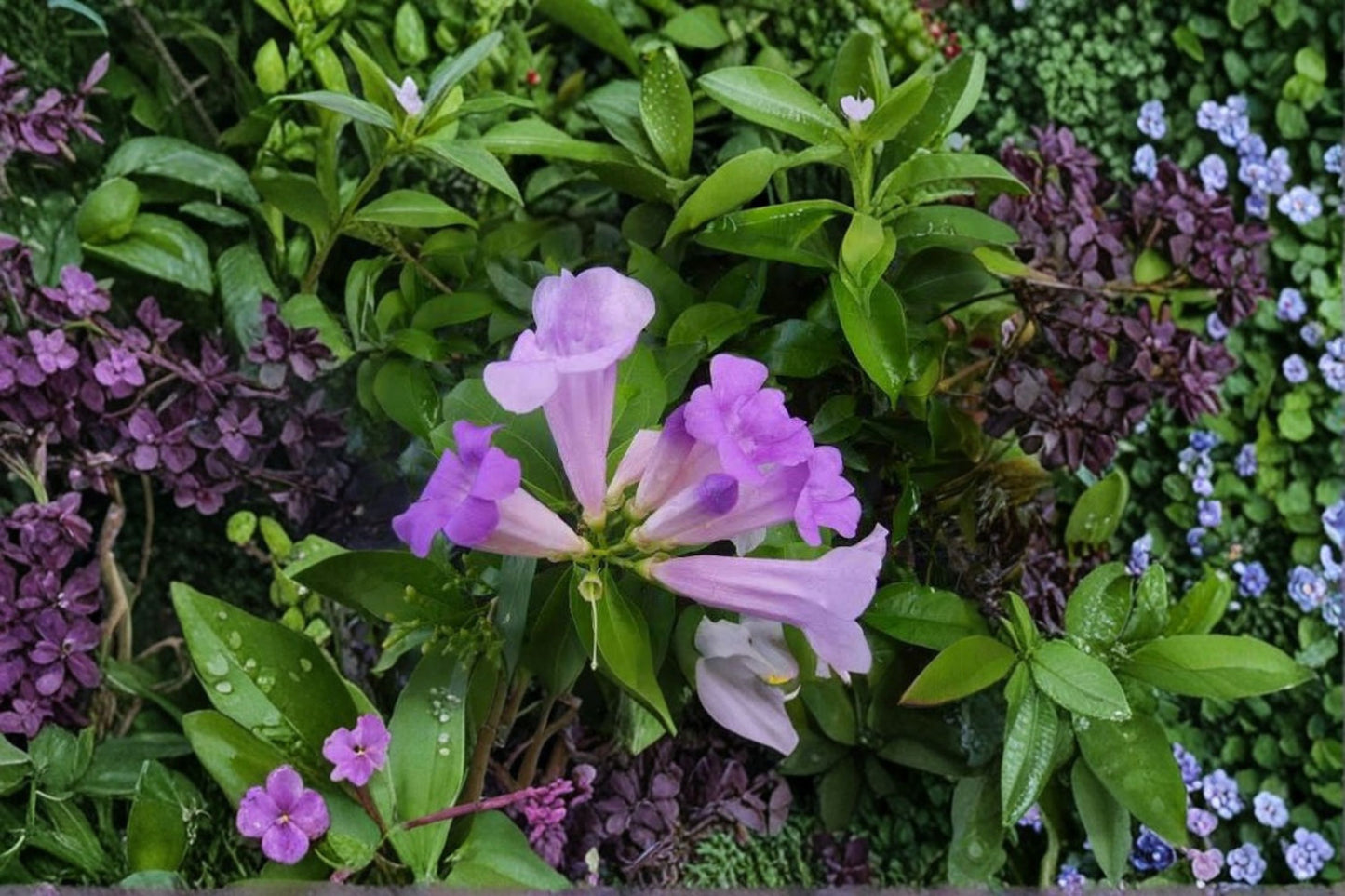 Garlic Vine Live Starter Plant – Purple Trumpet Flowers – Mansoa alliacea
