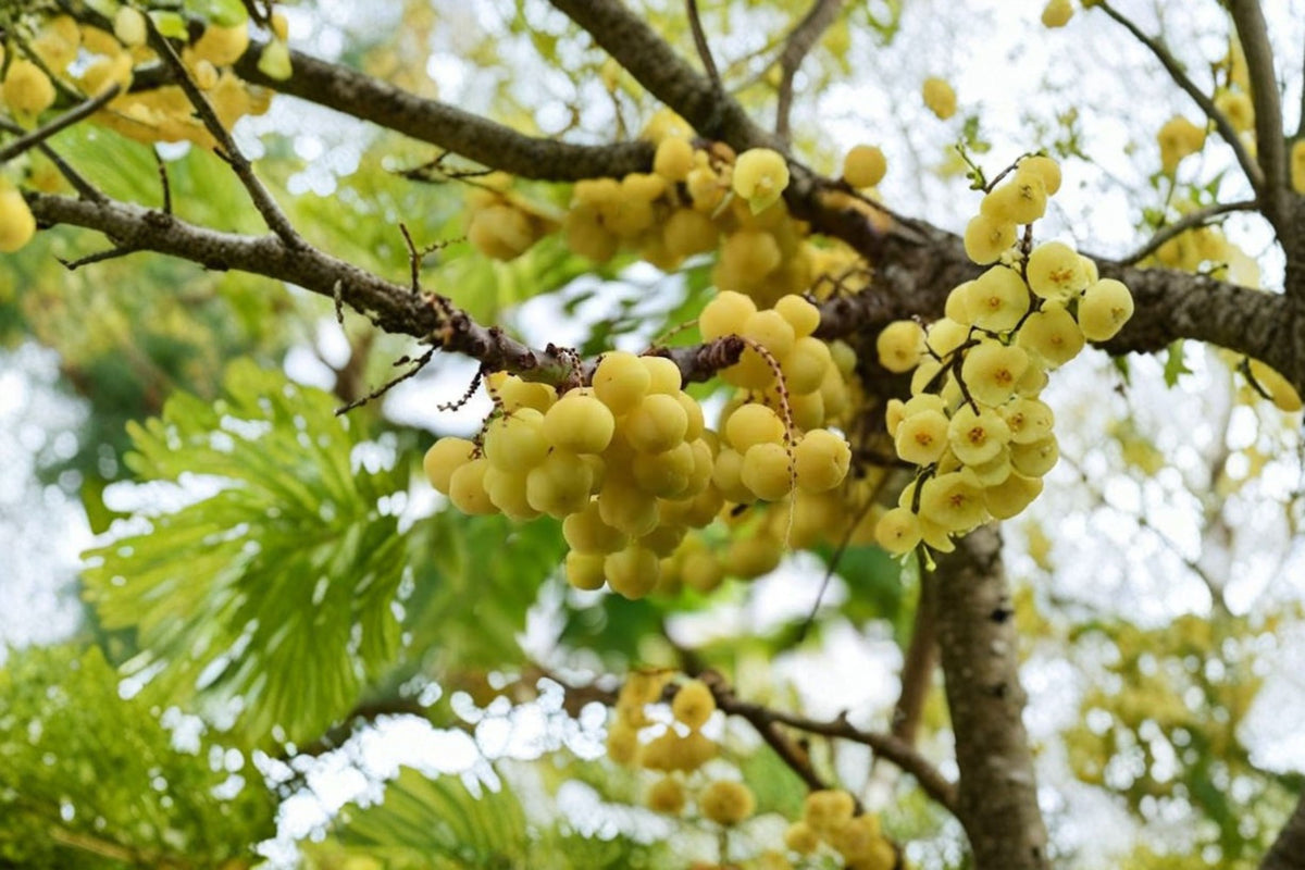 Sour Star Gooseberry Live Plant | Phyllanthus Fruit Tree | Edible Tropical Fruit Plant | Live Potted Gooseberry Plant | Fruit Tree
