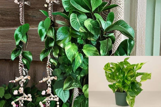 Golden Pothos 4 Cuttings – Epipremnum aureum