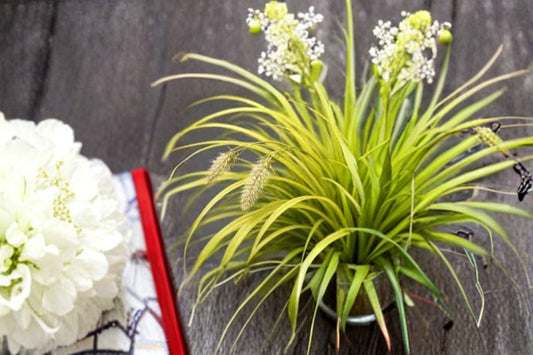 Everillo Sedge 1 Plant – Carex oshimensis ‘Everillo’