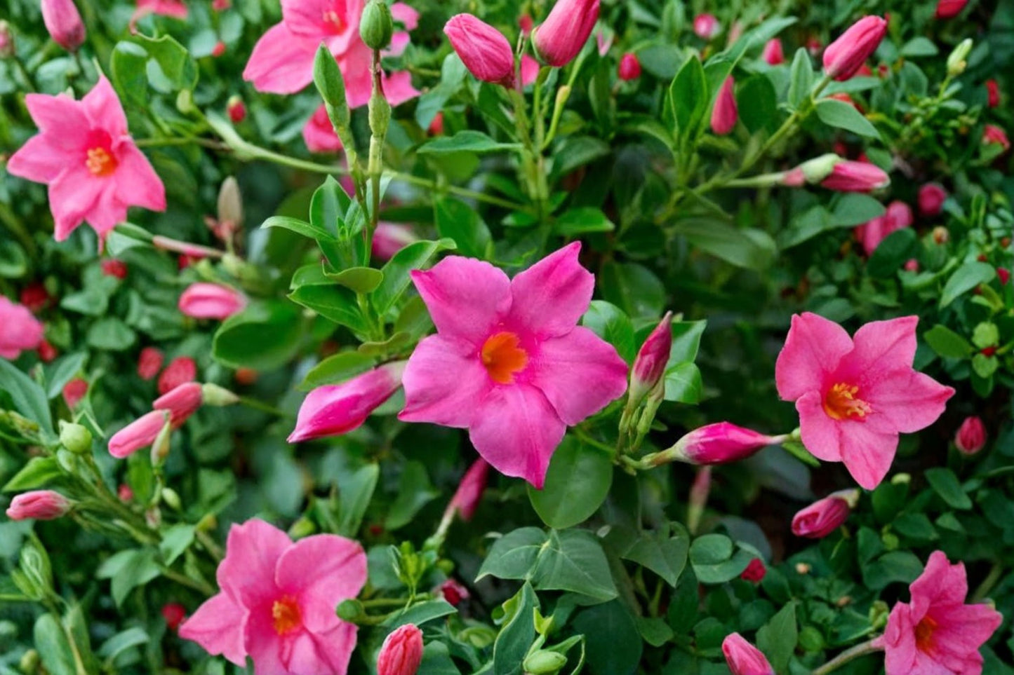 Pink Mandevilla Live Plant – Flowering Vine – Mandevilla spp.