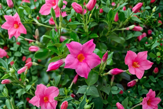 Pink Mandevilla Live Plant – Flowering Vine – Mandevilla spp.