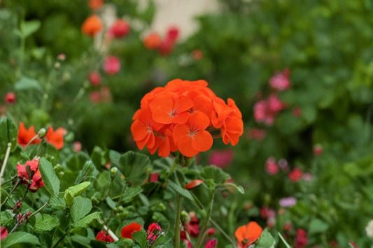 Zonal Geranium 5 Cuttings – Pelargonium × hortorum