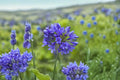 Africans Agapanthus Live Plant – Blue Evergreen Lily of the Nile