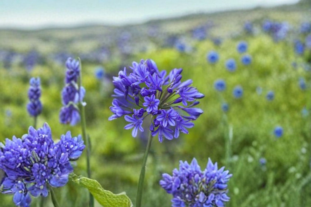 Africans Agapanthus Live Plant – Blue Evergreen Lily of the Nile