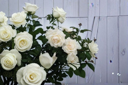Cloud 10 Climbing Rose 6 Cuttings – 5–7 Inches – Rosa ‘Cloud 10’
