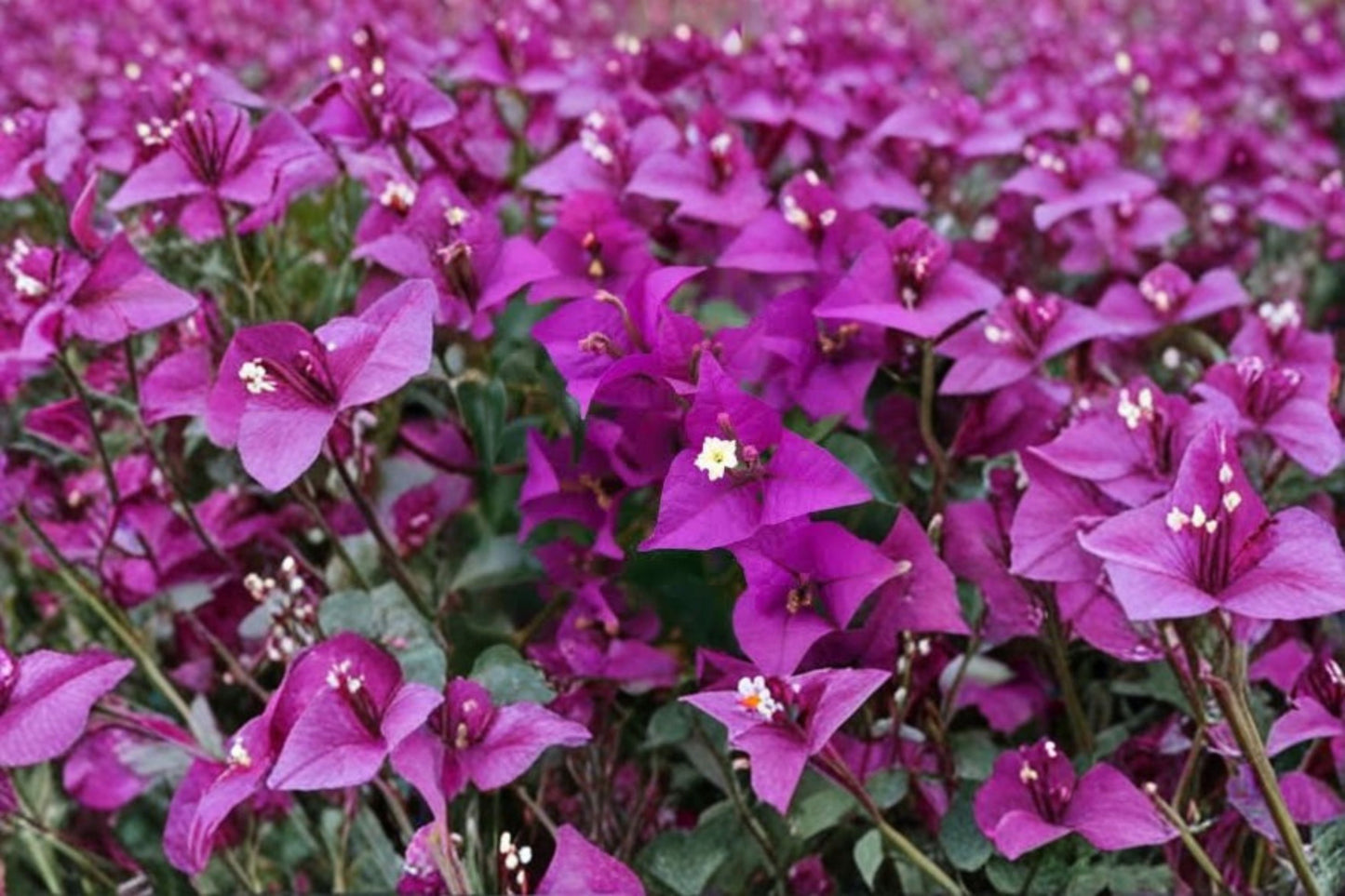 Bright Purple Bougainvillea Live Plants – 2 Pack – 4–8" Tall – Tropical Flowering Vine