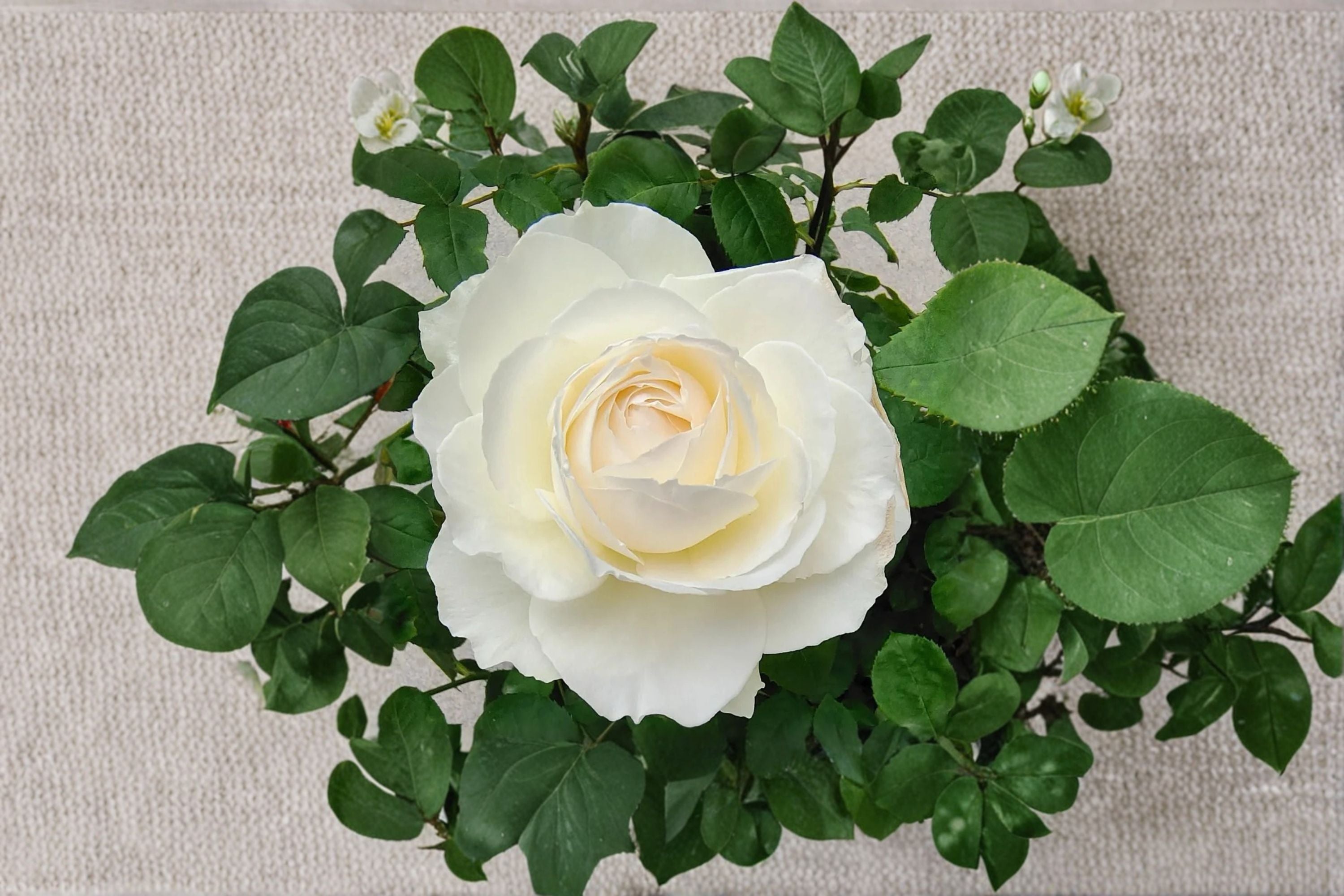 Princess Miyuki Rose Live Plant – Own Root Cut Rose