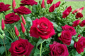 Monica Bellucci Rose Live Plant – Fragrant Own Root Cut Rose