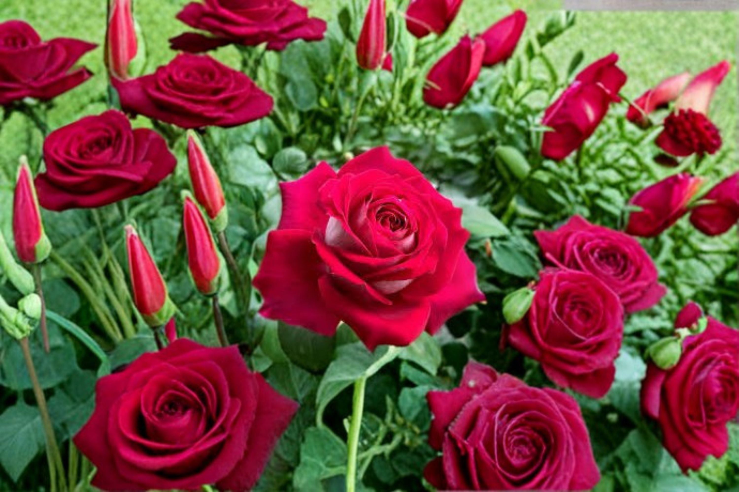 Monica Bellucci Rose Live Plant – Fragrant Own Root Cut Rose