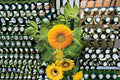 Teddy Bear Sunflower Seeds Dwarf Sungold Helianthus Annuus Double Yellow Bloom Compact Garden Plant Border 15 Seeds