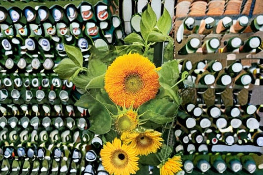 Teddy Bear Sunflower Seeds Dwarf Sungold Helianthus Annuus Double Yellow Bloom Compact Garden Plant Border 15 Seeds