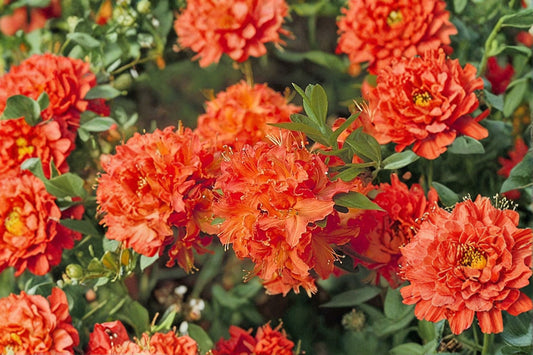 Mandarin Lights Deciduous Azalea Live Starter Plant – 7L Pot – Azalea x 'Mandarin Lights'